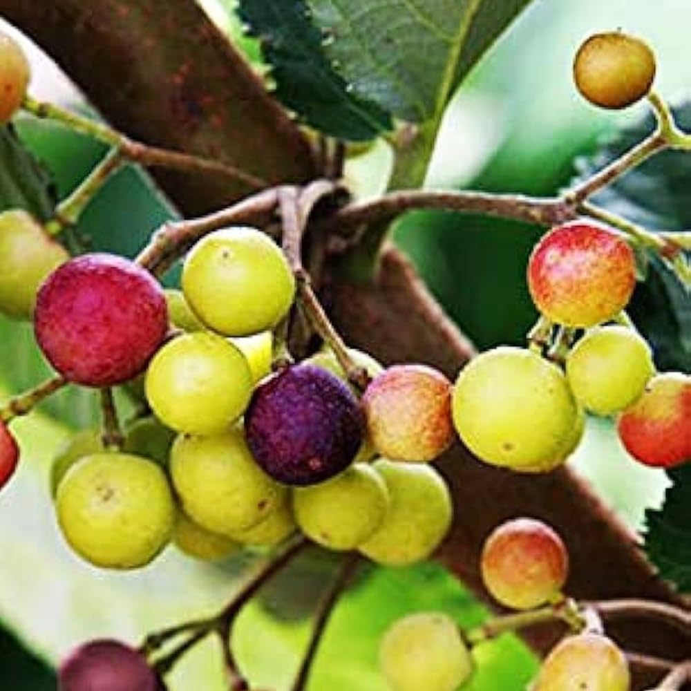 Amazon.com : Sherbet Berry Plant Live for Planting 4 to 8 Inch
